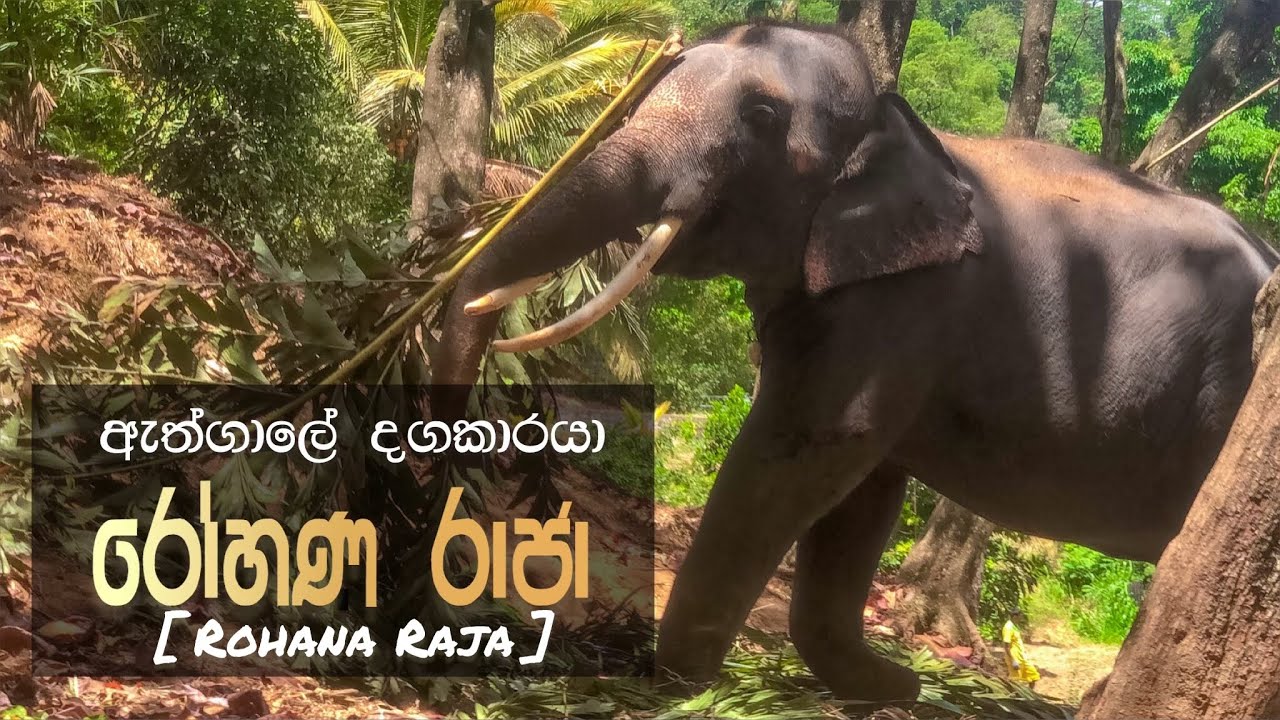 රෝහණ රාජා නොහොත් ඇත්ගාලේ දගකරයා | Rohana Raja #elephant 😍🐘 | #hasthi ...