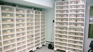 Snake Collection Tour - January 2015