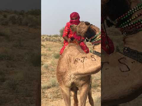 الفتاة جال س ة على الج م ل