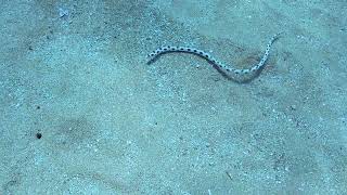 Magnificent Snake Eel at 1/3 speed