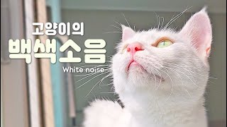 White Noise | Cat Happy, Angry, Hungry Meow | Soothing Sound