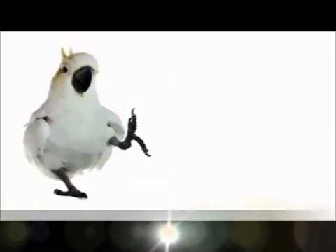 კაკადუს რჩევები