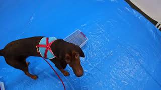 AKC Scent Work Advanced Buried - Qualifying run 