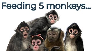 We definitely need extra hands or a tail at times🤣 #monkeys