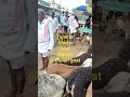 tumkur tuesday sheep market@ indian goat, 2024