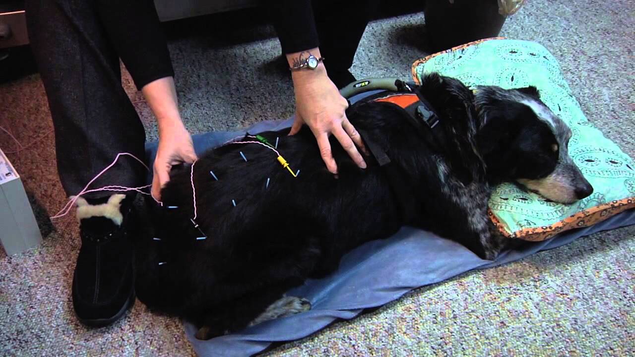 Yoda's Canine Acupuncture with Dr. Beth Jones