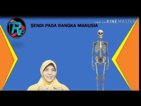 Sendi Pada Rangka Manusia Youtube Sendi Pada Rangka Manusia Youtube
