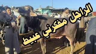 استمرار ارتفاع أسعار العجول الجاموس اللحم ( سوق المواشي بدمنهور)23/ 12/ 2023