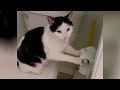 TRY NOT TO LAUGH WATCHING FUNNY CAT FAILS VIDEOS 2021 - Daily Dose of Laughter!