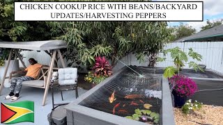CHICKEN COOKUP RICE WITH BEANS/BACKYARD UPDATES/HARVESTING PEPPERS