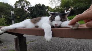 昼寝のじゃまをされる猫タマちゃん　　　　#地域猫  #公園猫  #野良猫