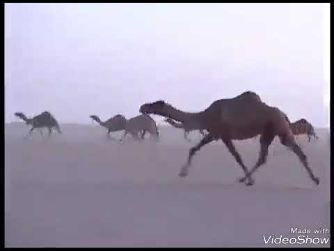 عازف الربابه بندر بديوي الغريري 