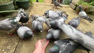 Pigeon Breakfast