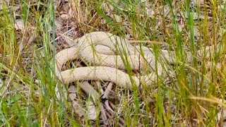 White Eastern Brown Snake