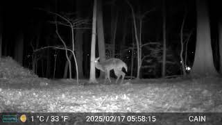 Cain cam 250217