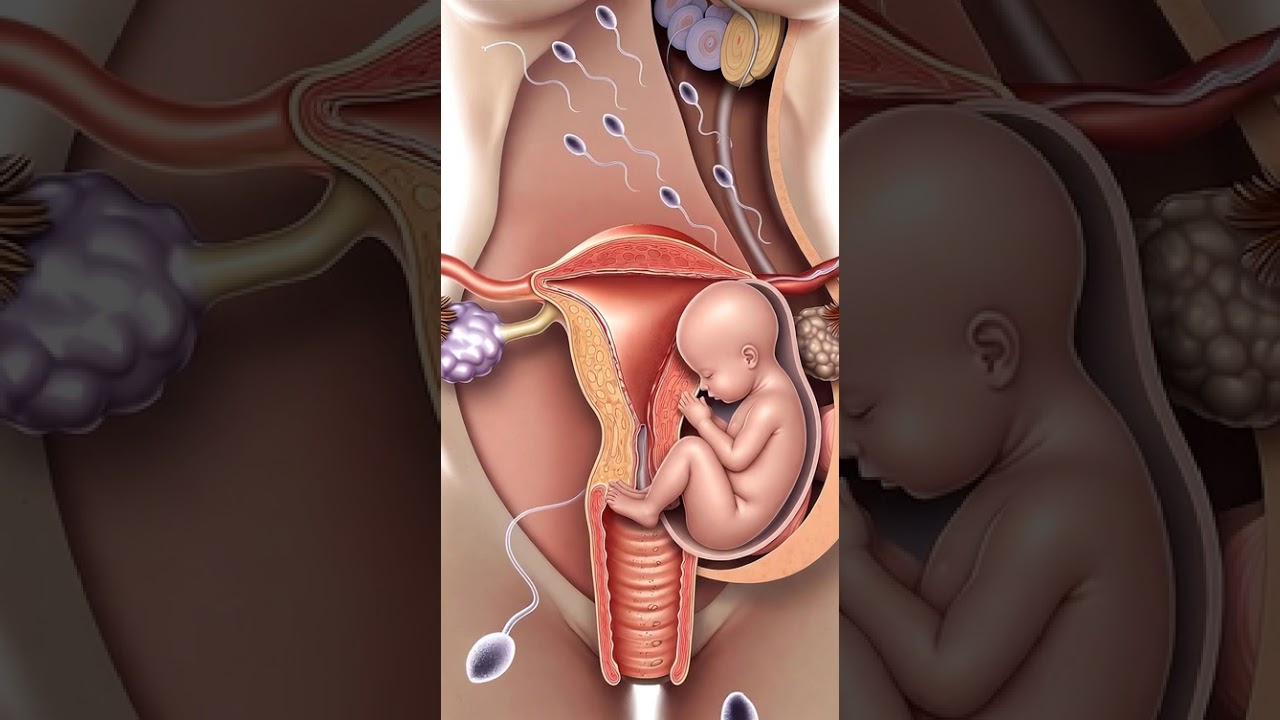 What Happens Inside Your Body During Conception 