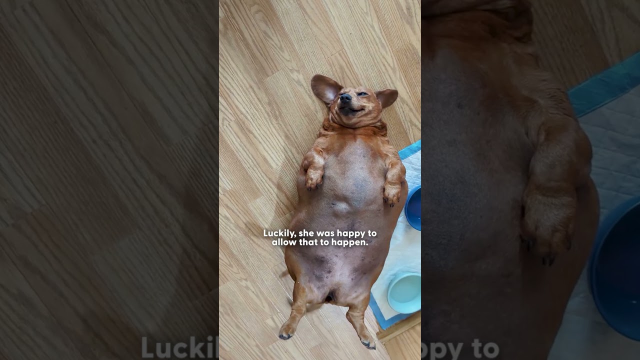 Massively Overfed Dachshund Gets A Second Chance At Life | The Dodo