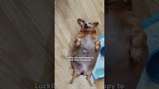 Massively Overfed Dachshund Gets A Second Chance At Life | The Dodo