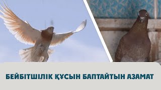 Бейбітшілік құсын баптайтын азамат