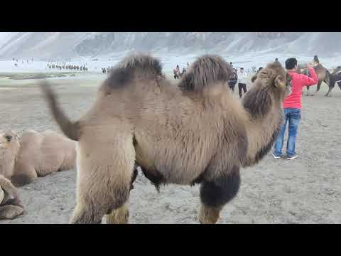 Two Humps Camel || Nubra Valley adventures || Bactrian Camel