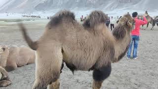 Two Humps Camel || Nubra Valley adventures || Bactrian Camel