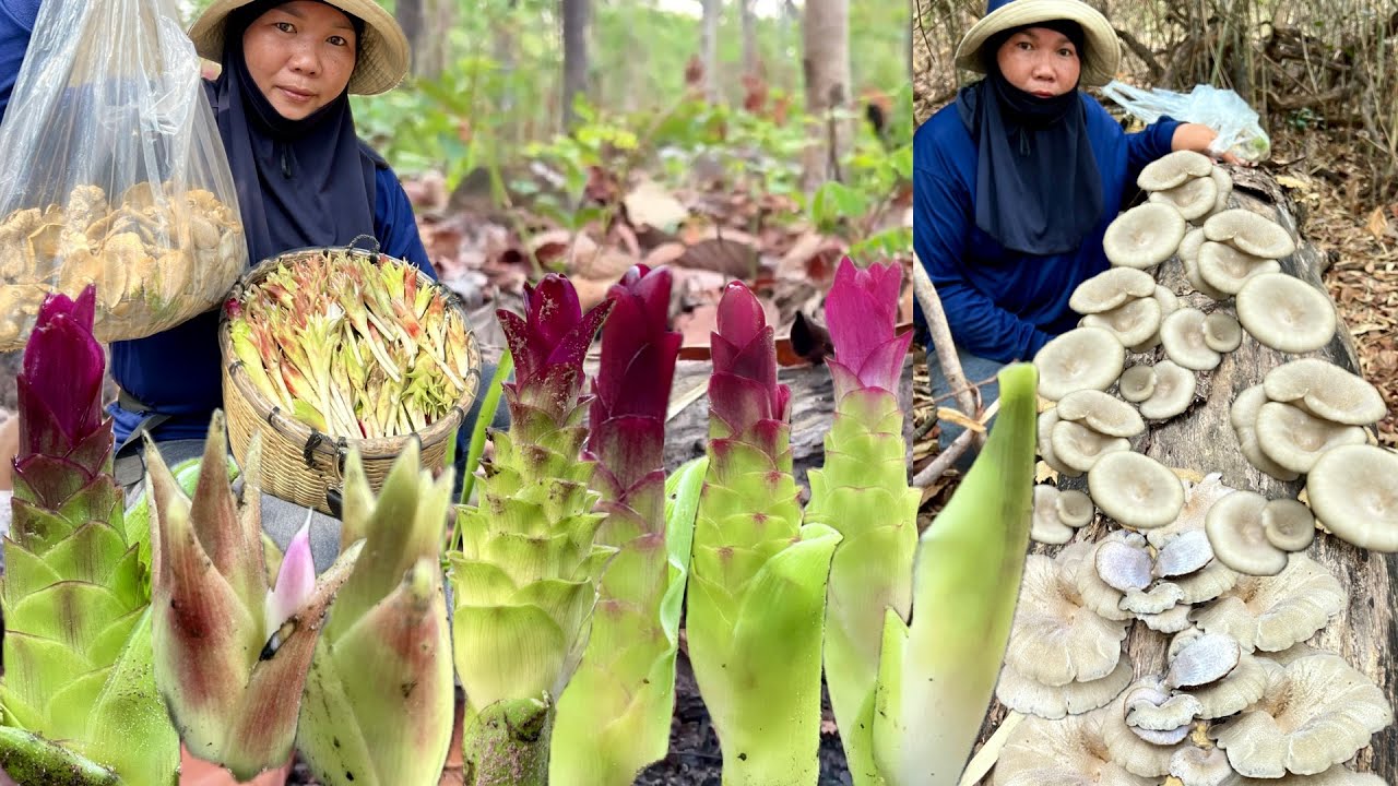 ป๊าดๆๆเห็ดบดออกเต็มขอน ดอกกระเจียวเต็มตะกร้าเลย