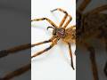 Cameroon Crab Spider Fabienk #spider #animals #nature #pets #cameroon
