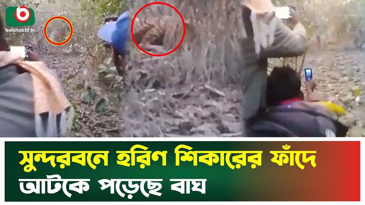 সুন্দরবনে হরিণ শিকারের ফাঁদে আটকে পড়েছে বাঘ | Sundarban | Tiger | Boishakhi Tv News