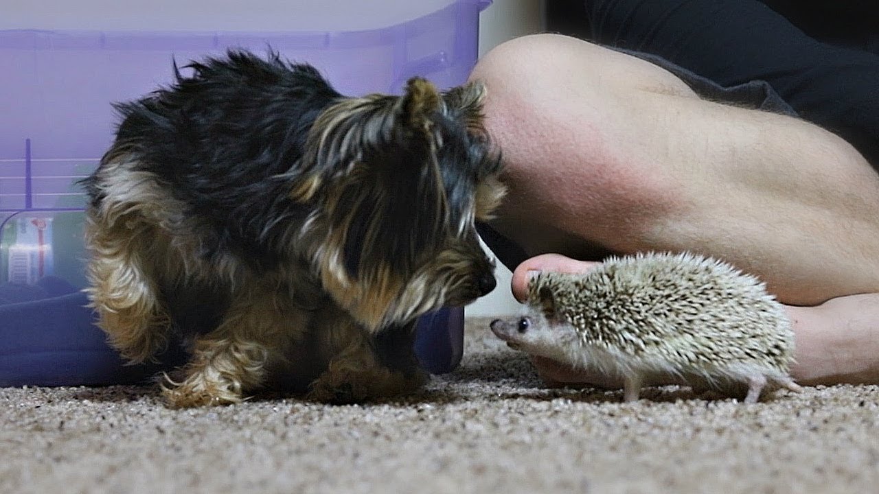 powerlifting federations Hedgehog meets Yorkie