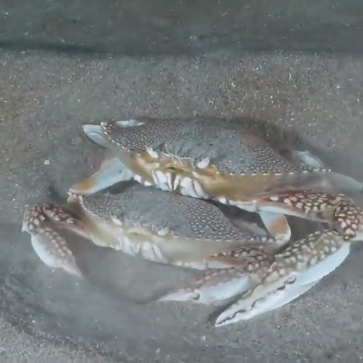 kepiting rajungan yang sedang kawin dan bersembunyi dipasir. # laut #