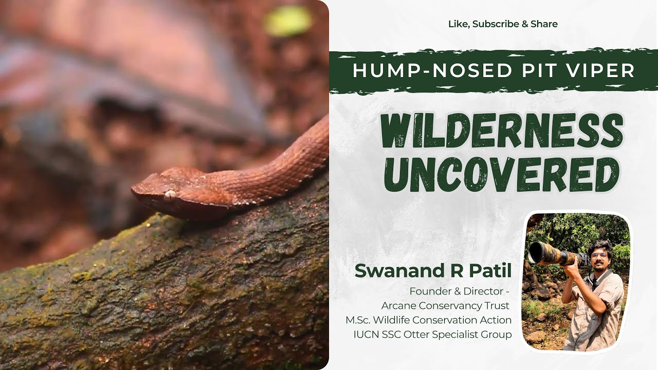 Wilderness Uncovered | Hump-nosed Pit Viper | Arcane Conservancy 🐍
