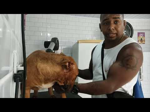 Vídeo: Por que meu cão tem cotovelos inchados e o que posso fazer em casa?
