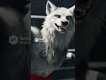 The fight club Hell's Guardian versus Warrior Wolf.