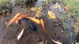 Super Lucky day! Found Beautiful​ Axolotl Dragon Fish Oranda Japan Koi Blood Parrot Ranchu MollyFish