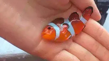 ¿Hay peces venenosos?