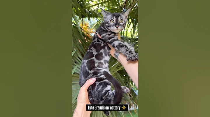 Video 10143931: cattery cats bengal, silver bengal kitten