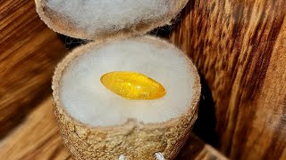 Original Nagamani