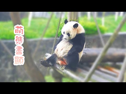 《熊貓Top榜》205期 熊寶的萌趣互動瞬間 | iPanda熊貓頻道