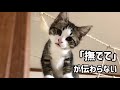 「撫でろ」の鳴き声を理解してもらえない子猫