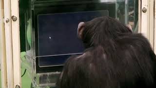 Sensory Memory Test: Chimps vs. Humans