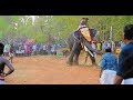 Elephants On Festivals - Kerala