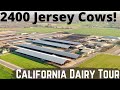 2400 jerseys on this beautiful california dairy farm