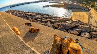 防波堤での猫の集会に参加する