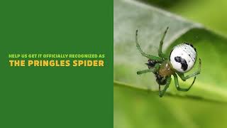 The Pringles Spider