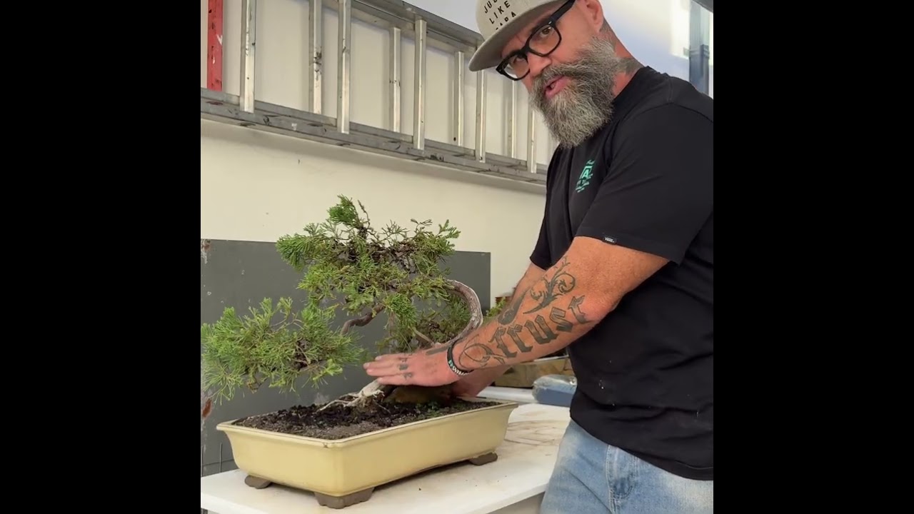 Repotting juniper bonsai