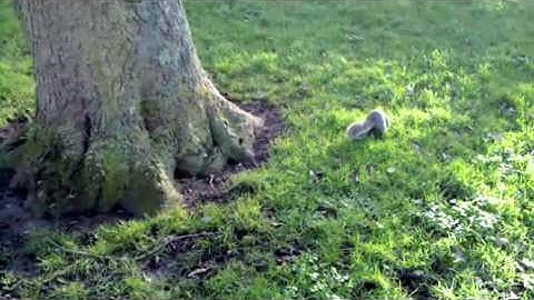 N900 Video Capture Samples