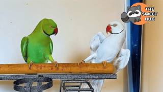 My Parrot Tried To Kiss Birds On A Screen Thats When I Knew