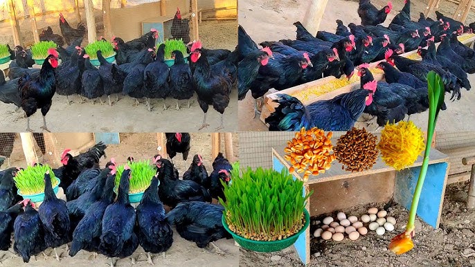 Bu sik Fohishalar Uralmash Ekaterinburg