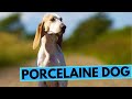 Porcelaine Dog Breed - Facts and Information の動画、YouTube動画。