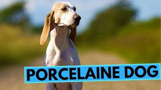 Porcelaine Dog Breed  Facts and Information